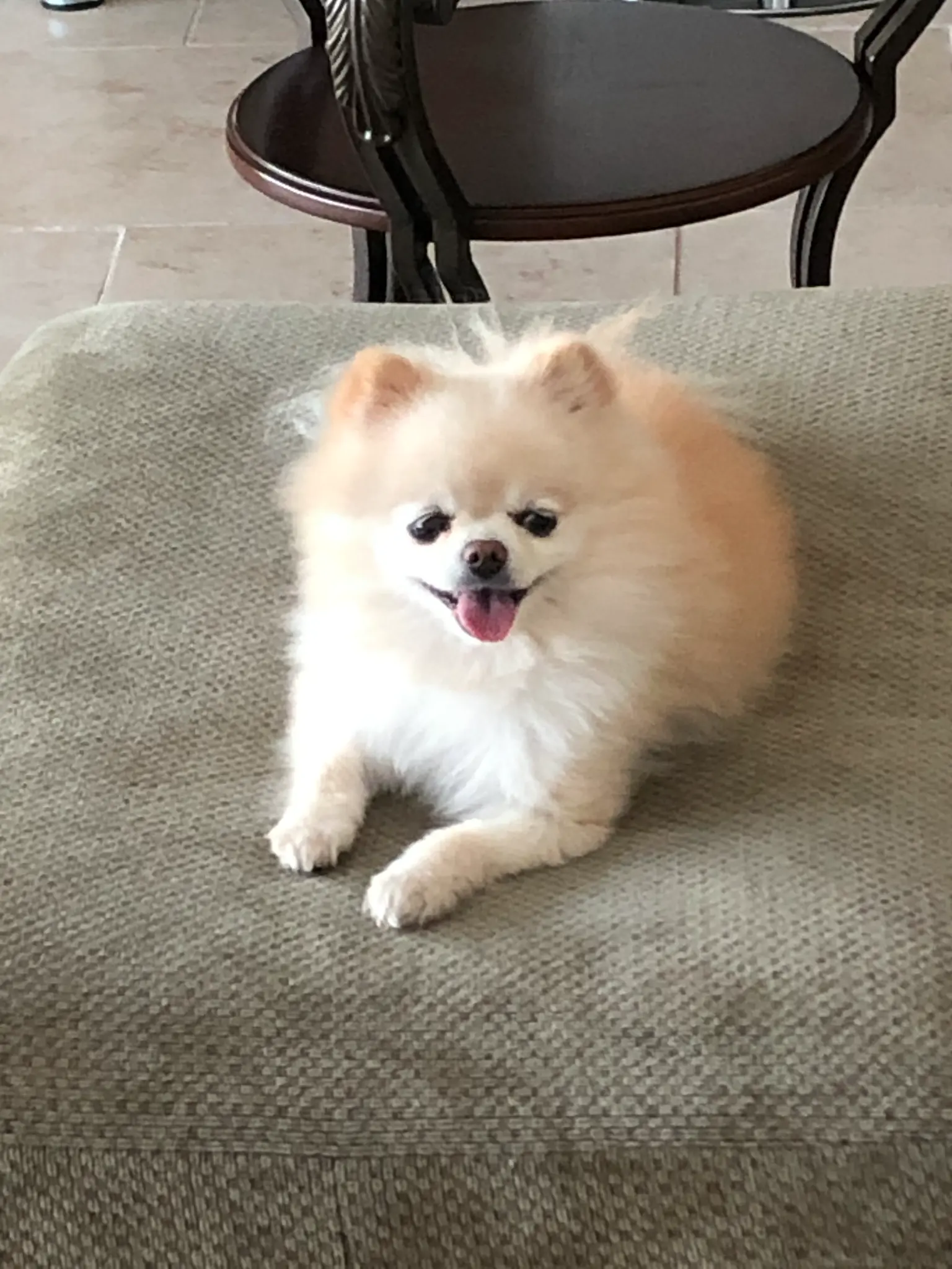 Lola, the Olson Iron family dog